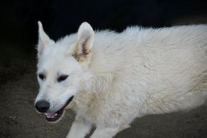 Everest - Mountain Peaks Litter - 11 months old - dire wolf