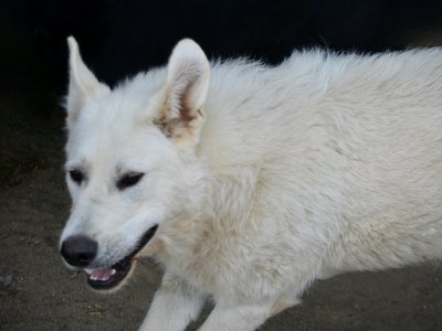 Everest - Mountain Peaks Litter - 11 months old - dire wolf