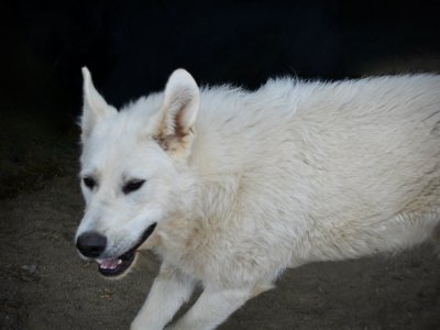 Everest - Mountain Peaks Litter - 11 months old - dire wolf