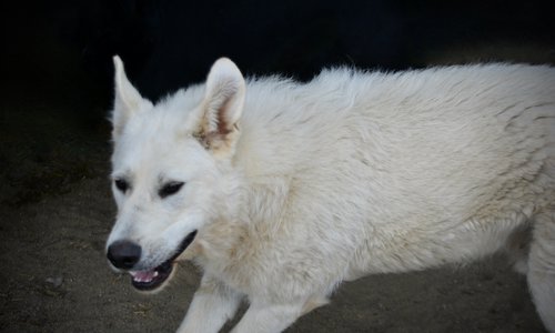 Everest - Mountain Peaks Litter - 11 months old - dire wolf