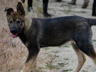 Alice - 4 months old - happy standing straight tail