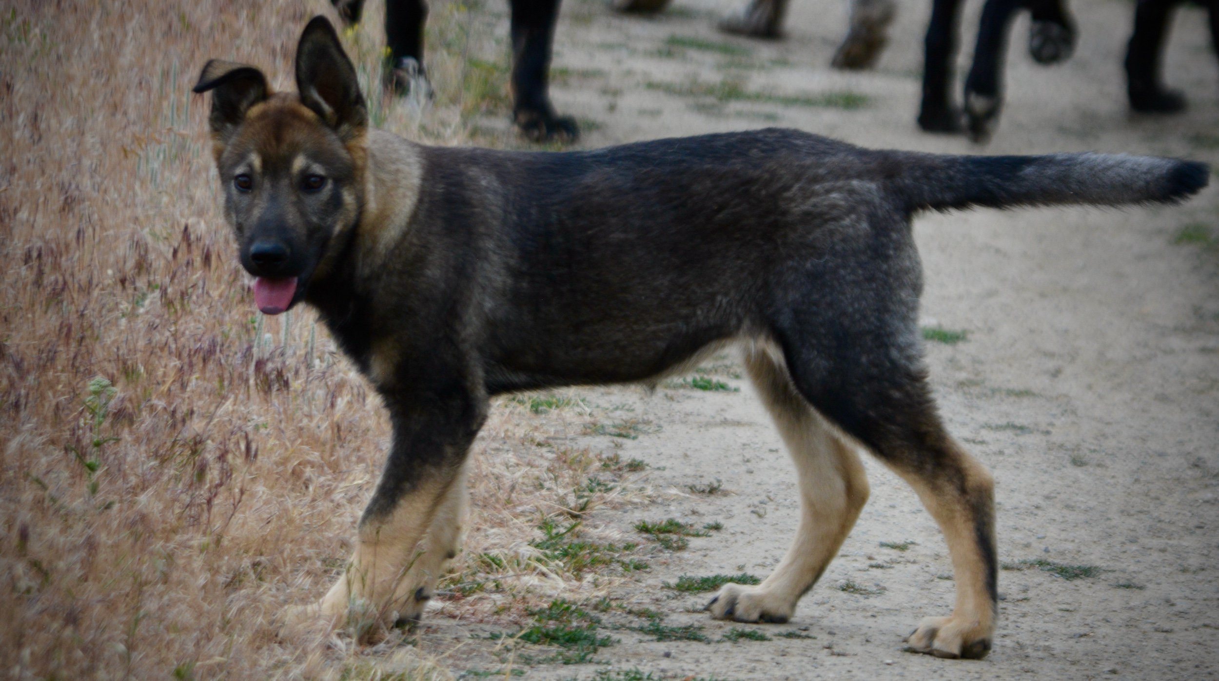 Alice - 4 months old - happy standing straight tail