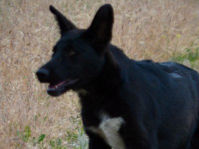 Ladybug - 4 months old - running - ears up
