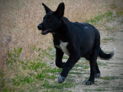 Ladybug - 4 months old - running - ears up