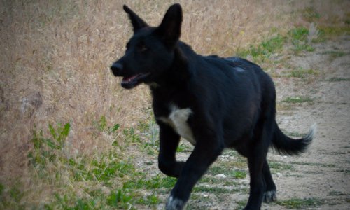 Ladybug - 4 months old - running - ears up