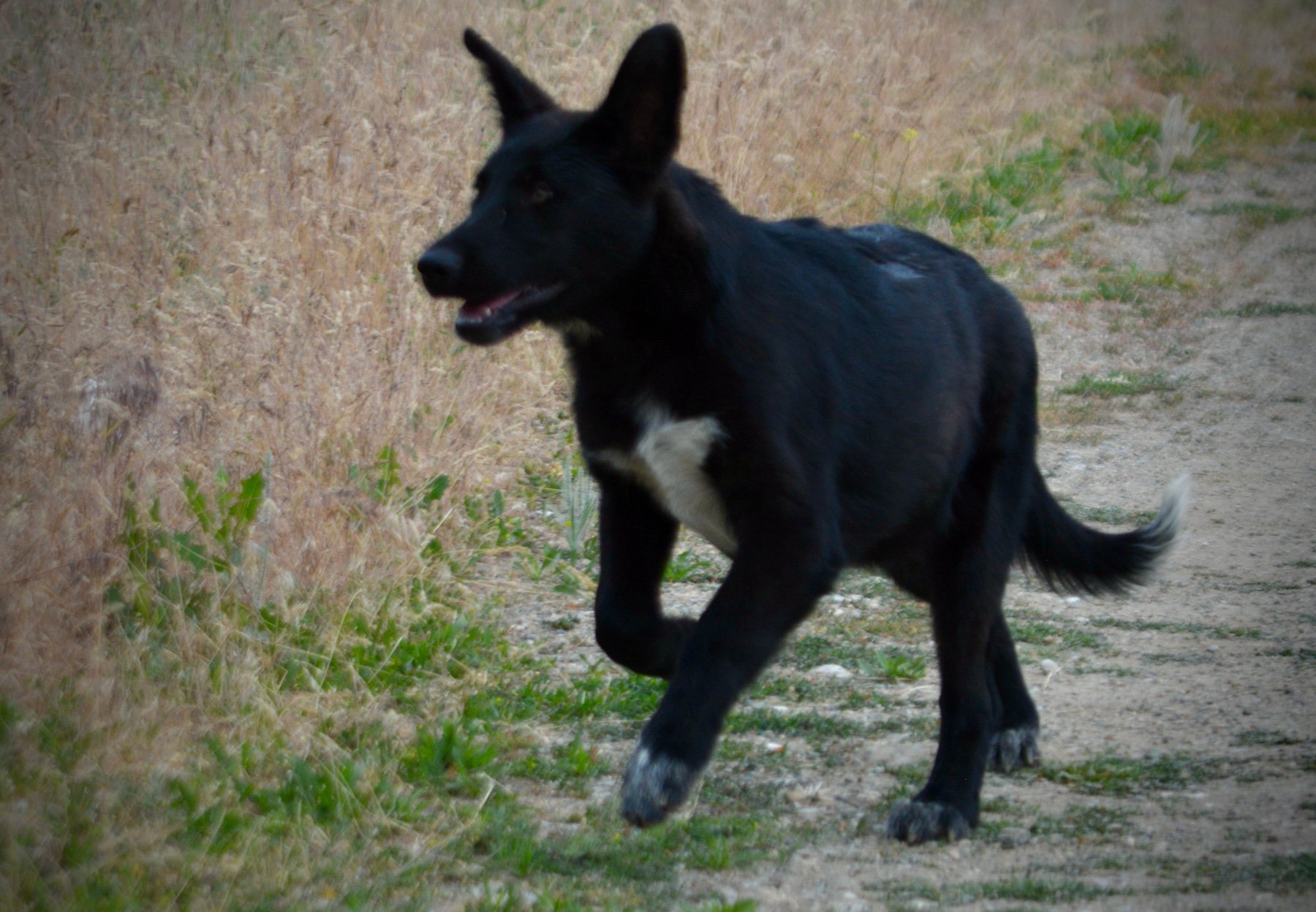 Ladybug - 4 months old - running - ears up