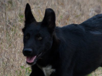 Ladybug - 8 months old - running left1