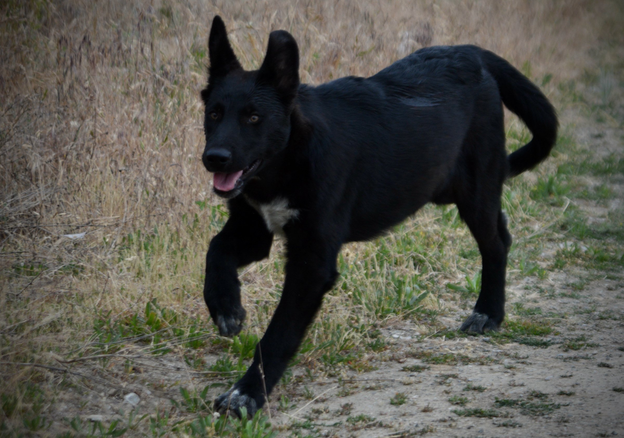 Ladybug - 8 months old - running left1