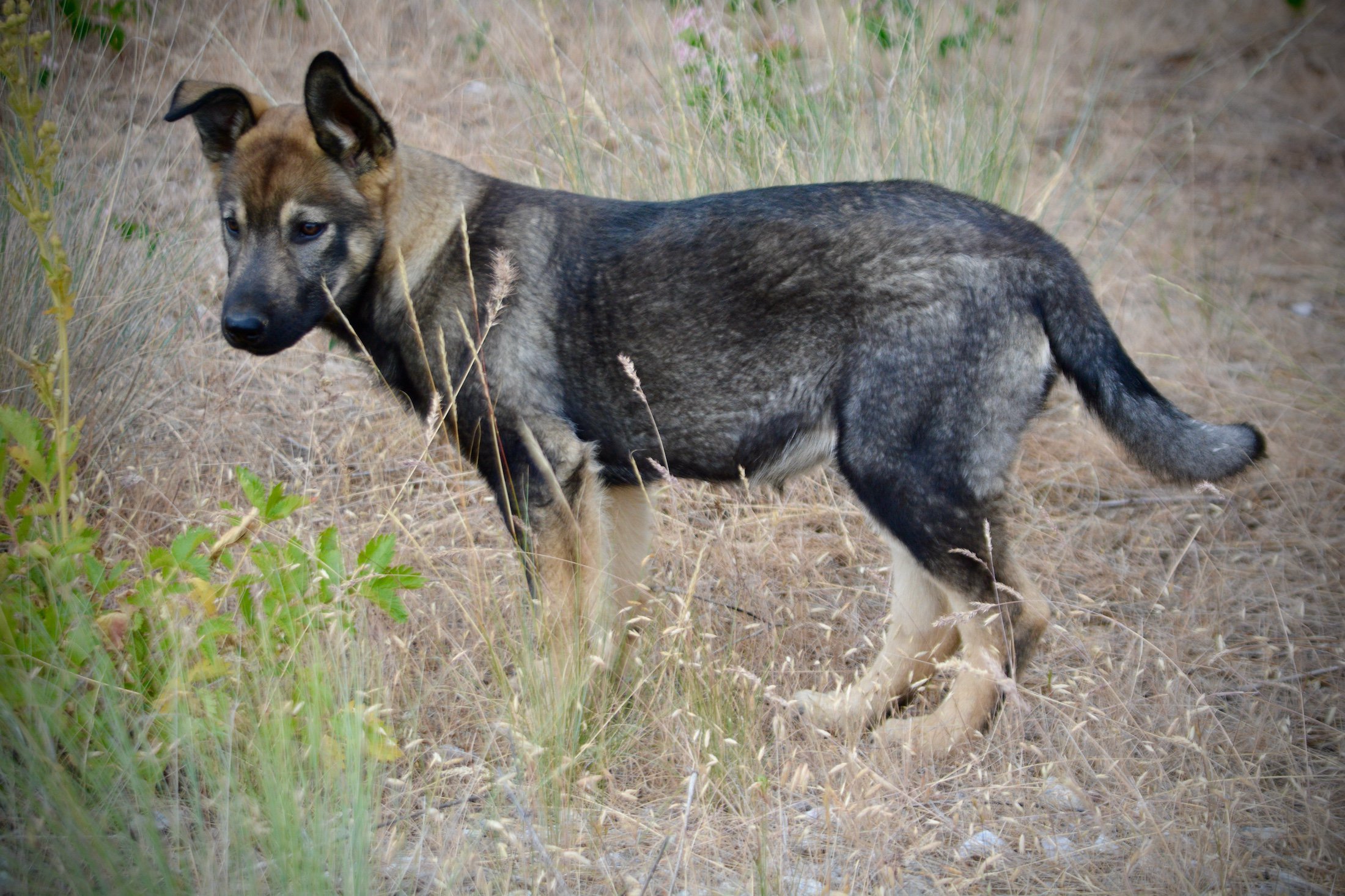 Alice - 4 months old - standing left1