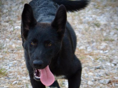Ladybug - 8 months old - running at camera