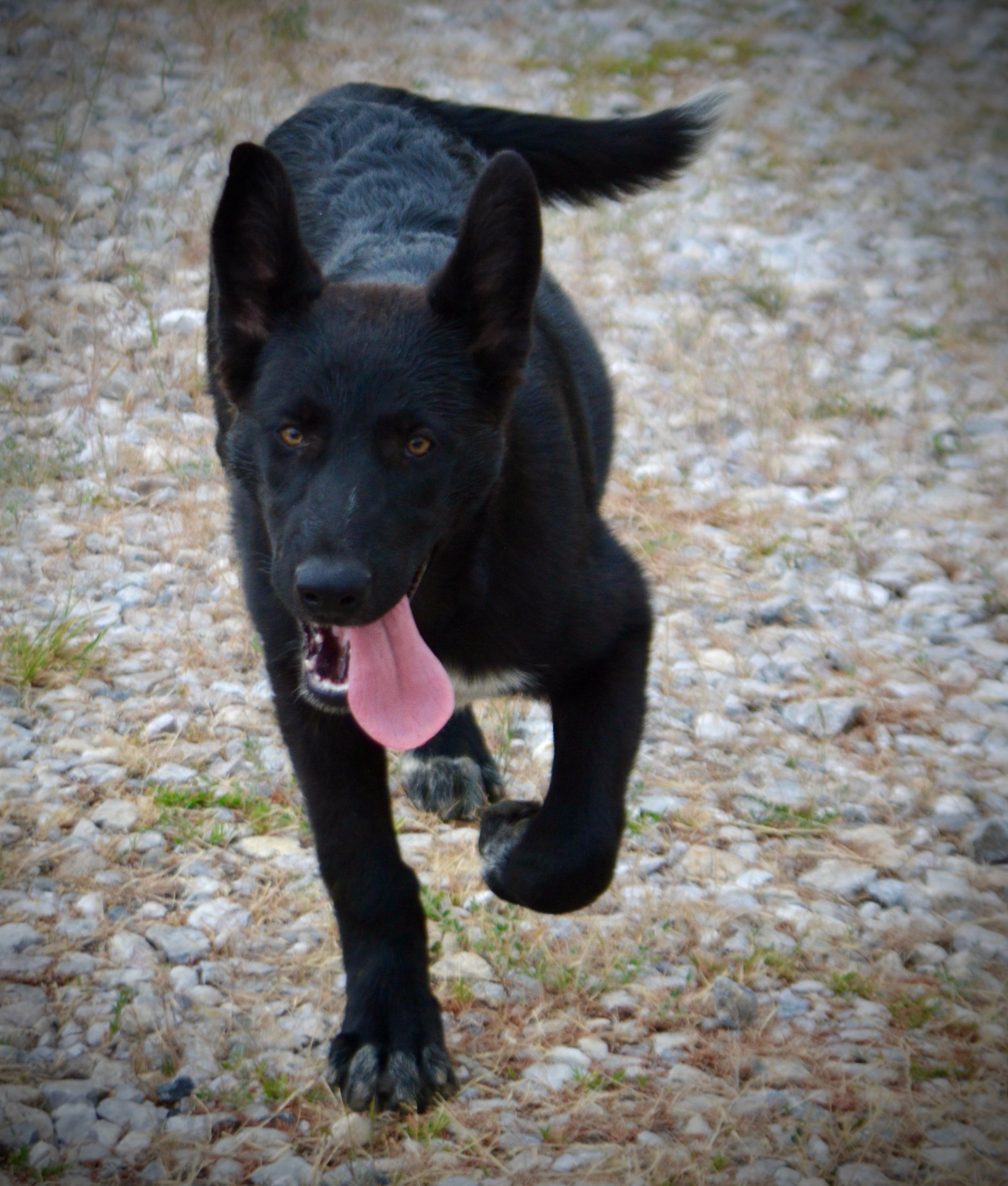 Ladybug - 8 months old - running at camera