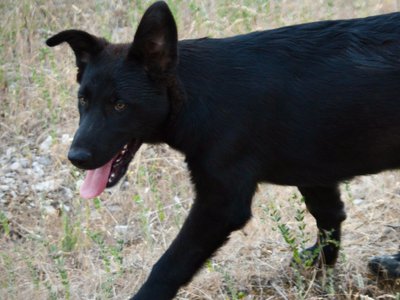 Cherry Blossom - Ladybug - 4 months old - trotting left