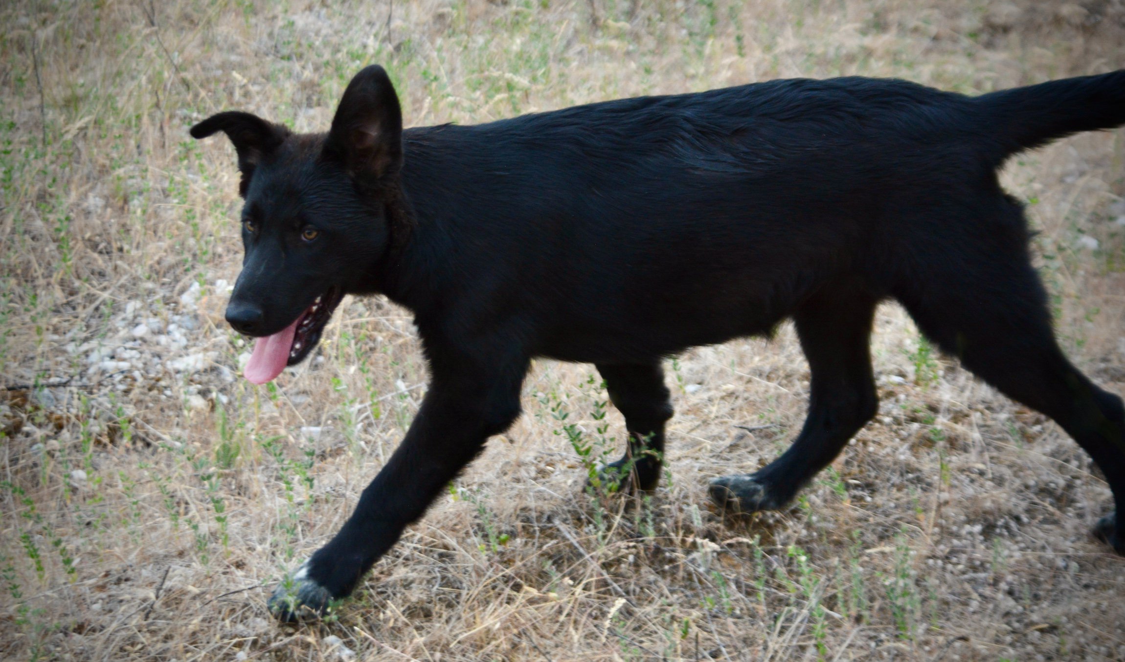 Cherry Blossom - Ladybug - 4 months old - trotting left