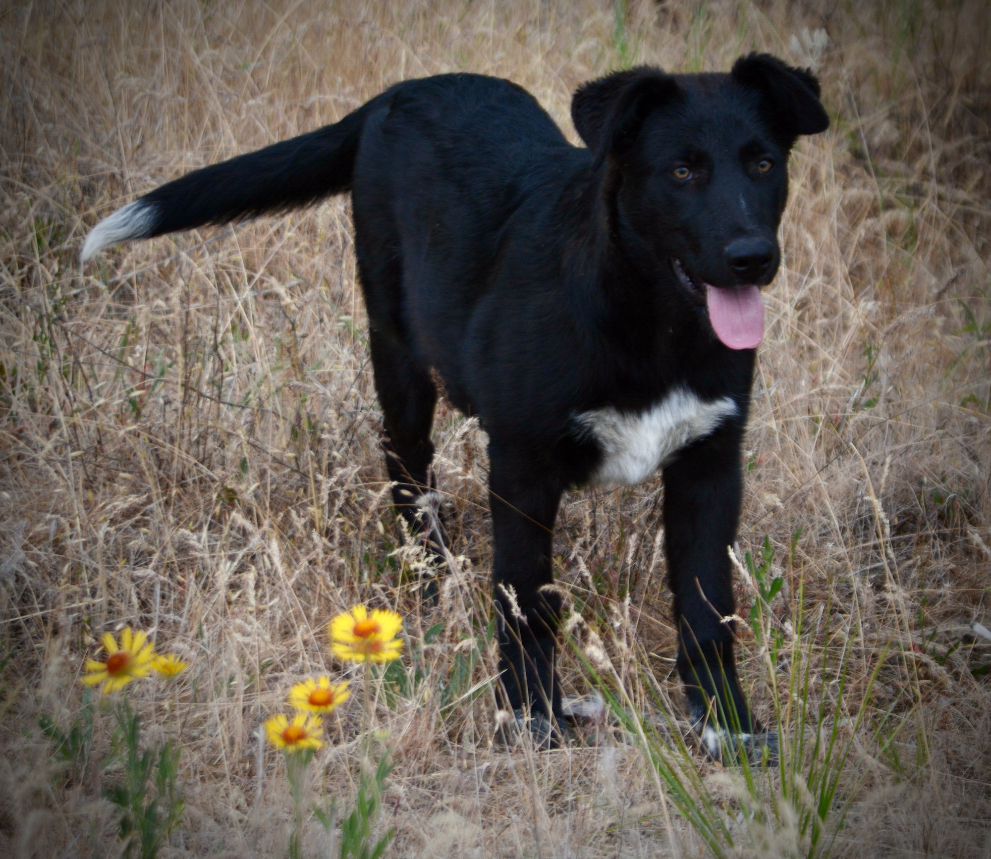 Ladybug - 8 months old - standing ears down