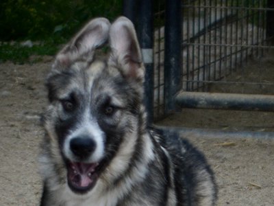 Paul Revere - 4 months old - running forward