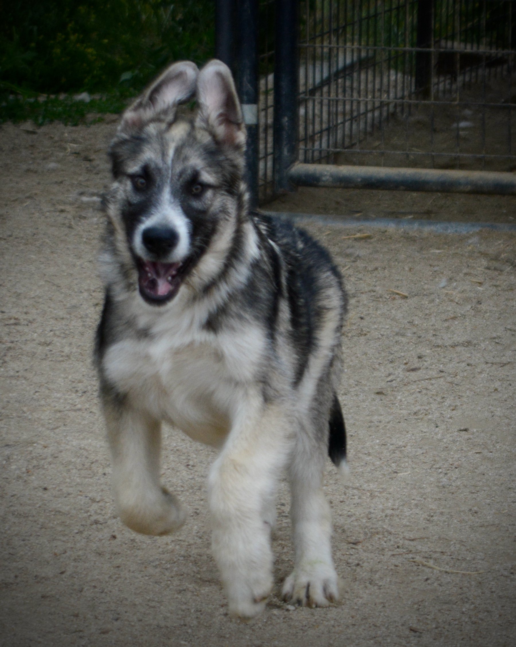 Paul Revere - 4 months old - running forward