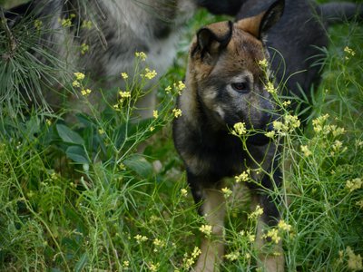 Alice - 4 months old - standing in yellow flowers