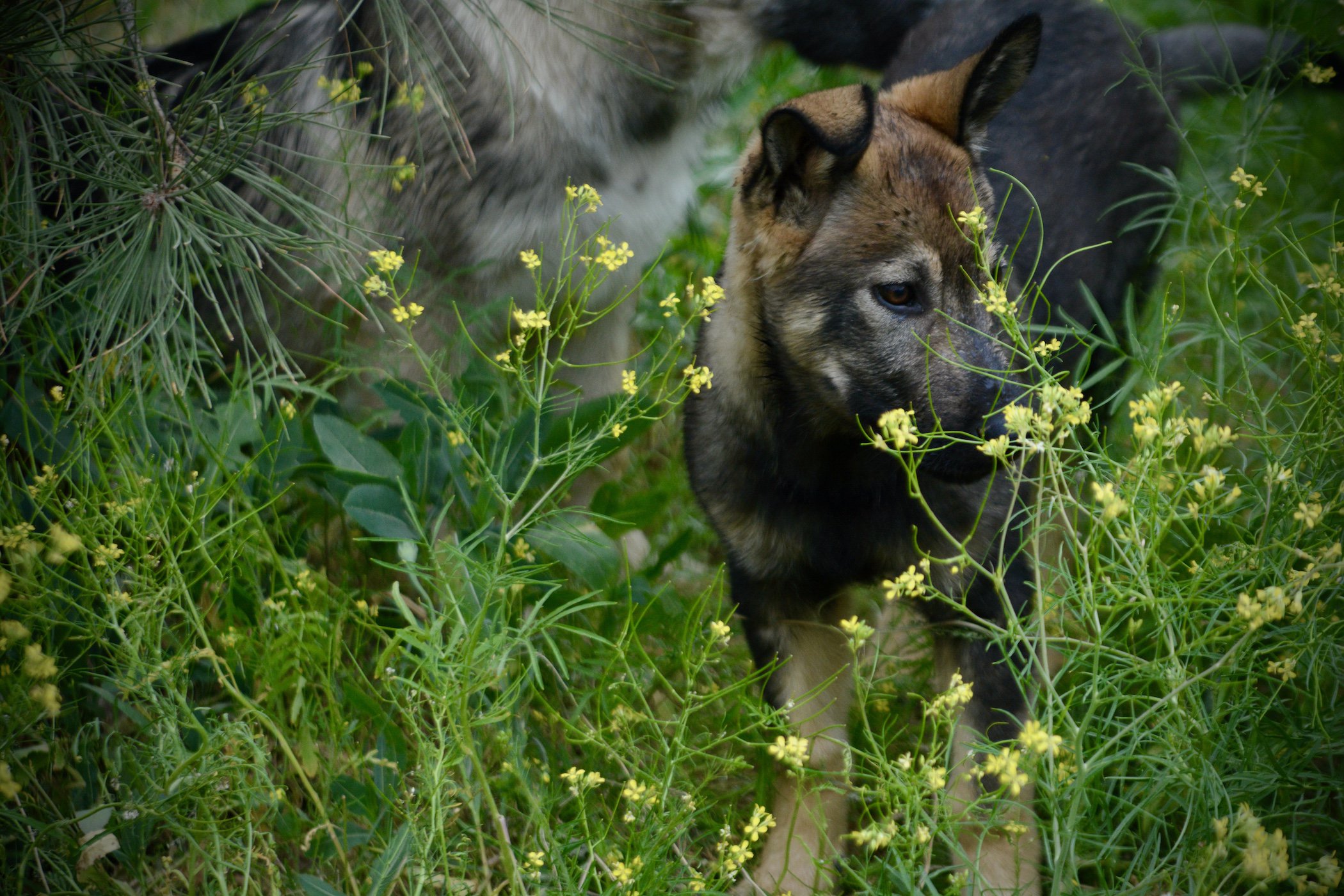 Alice - 4 months old - standing in yellow flowers