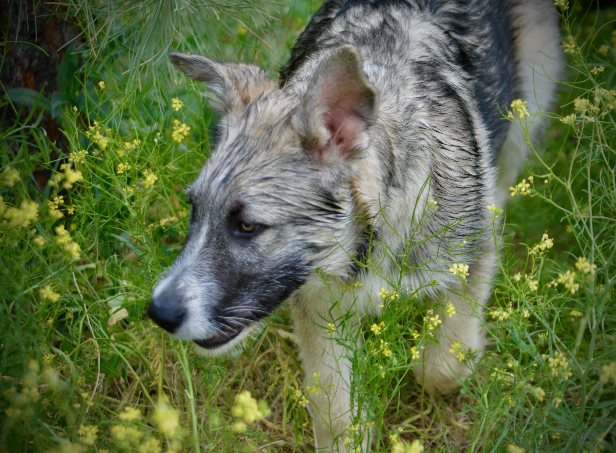 Paul Revere - 4 months old - happy boy