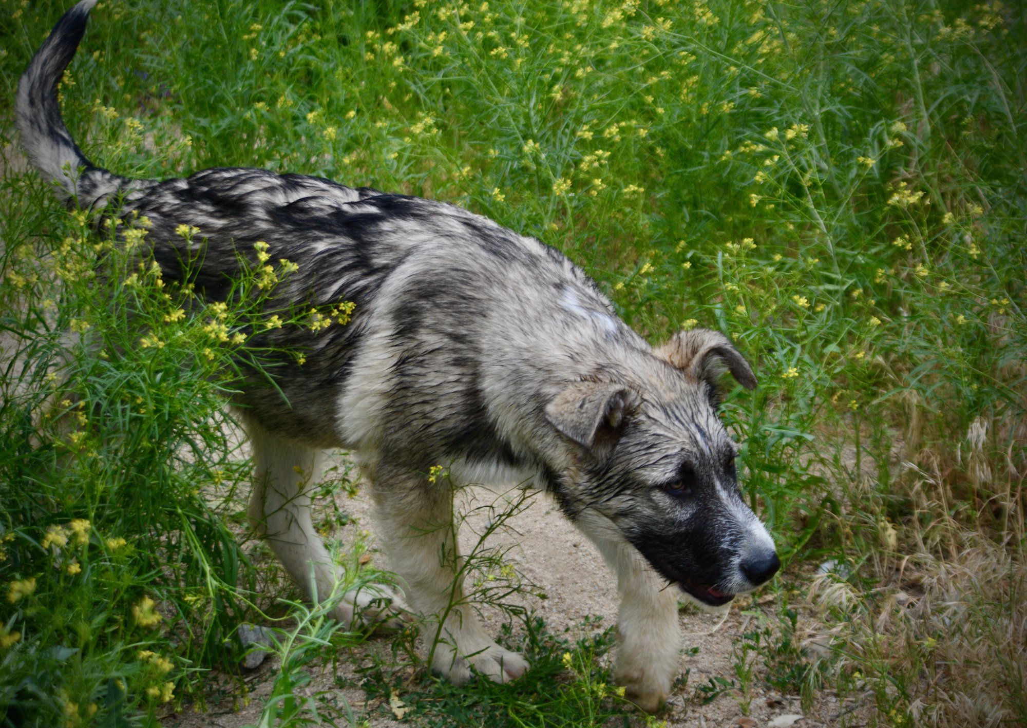 Paul Revere - 4 months old - walking right1