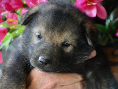 Happy Days litter - 4 weeks old - Ralph1