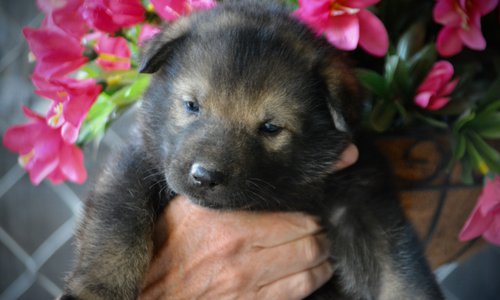 Happy Days litter - 4 weeks old - Ralph1