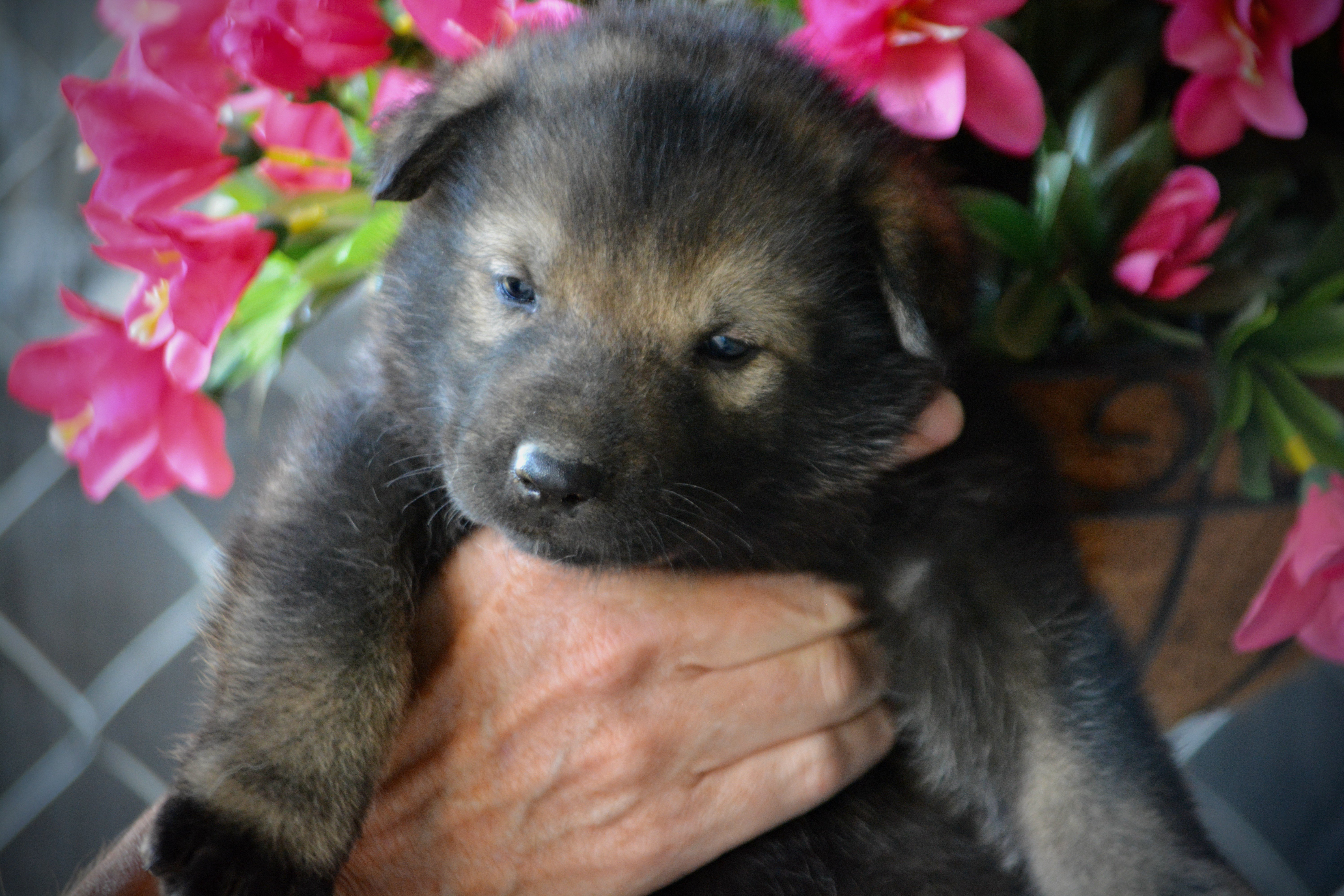 Happy Days litter - 4 weeks old - Ralph1