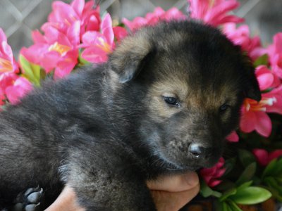 Happy Days litter - 4 weeks old - Ralph2