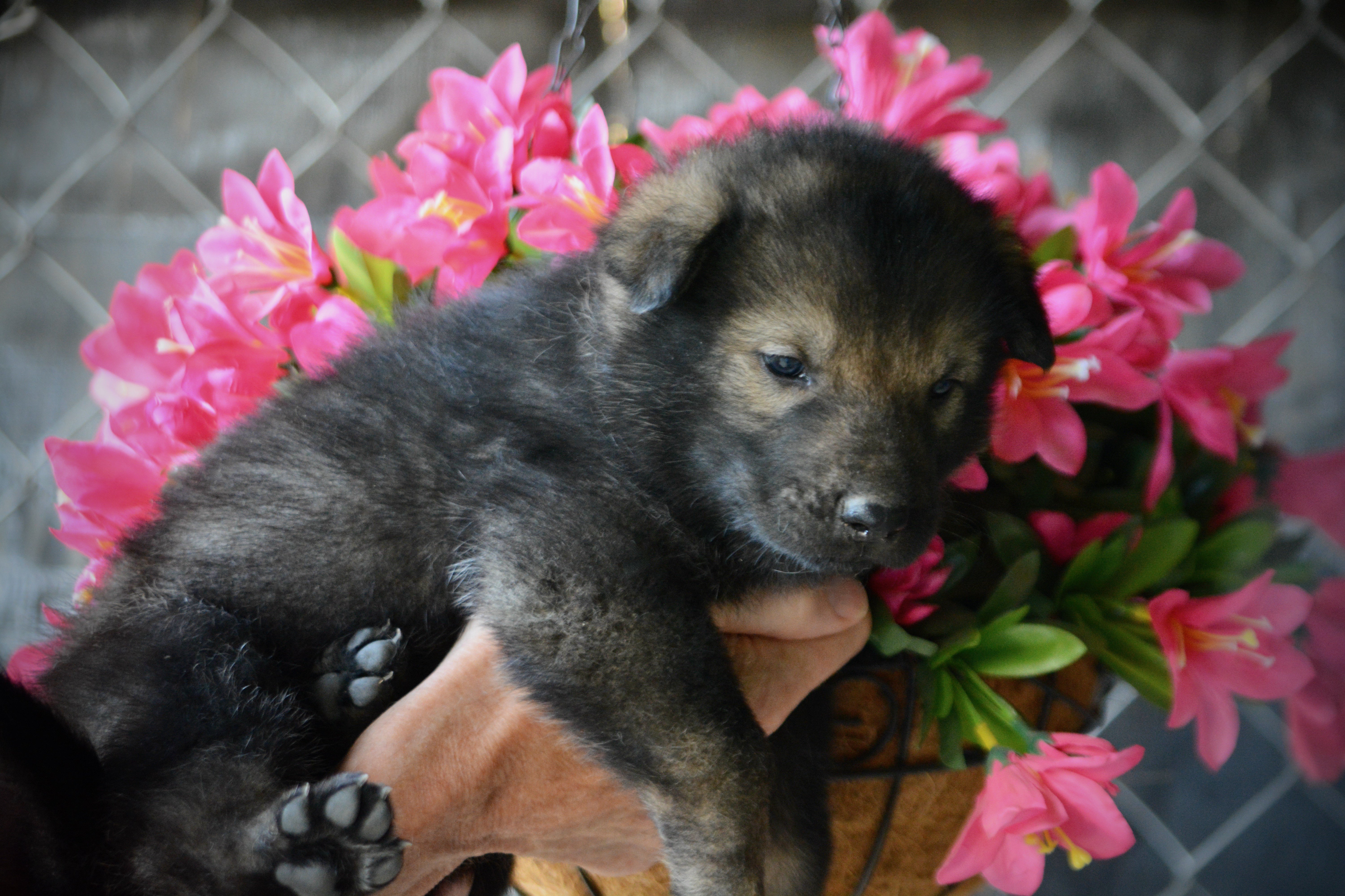 Happy Days litter - 4 weeks old - Ralph2