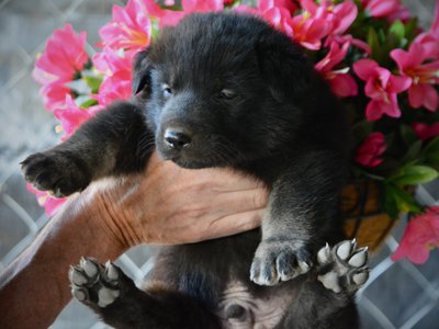 Happy Days litter - 4 weeks old - Chachi1