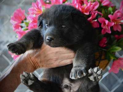 Happy Days litter - 4 weeks old - Chachi1