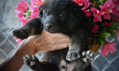 Happy Days litter - 4 weeks old - Chachi1