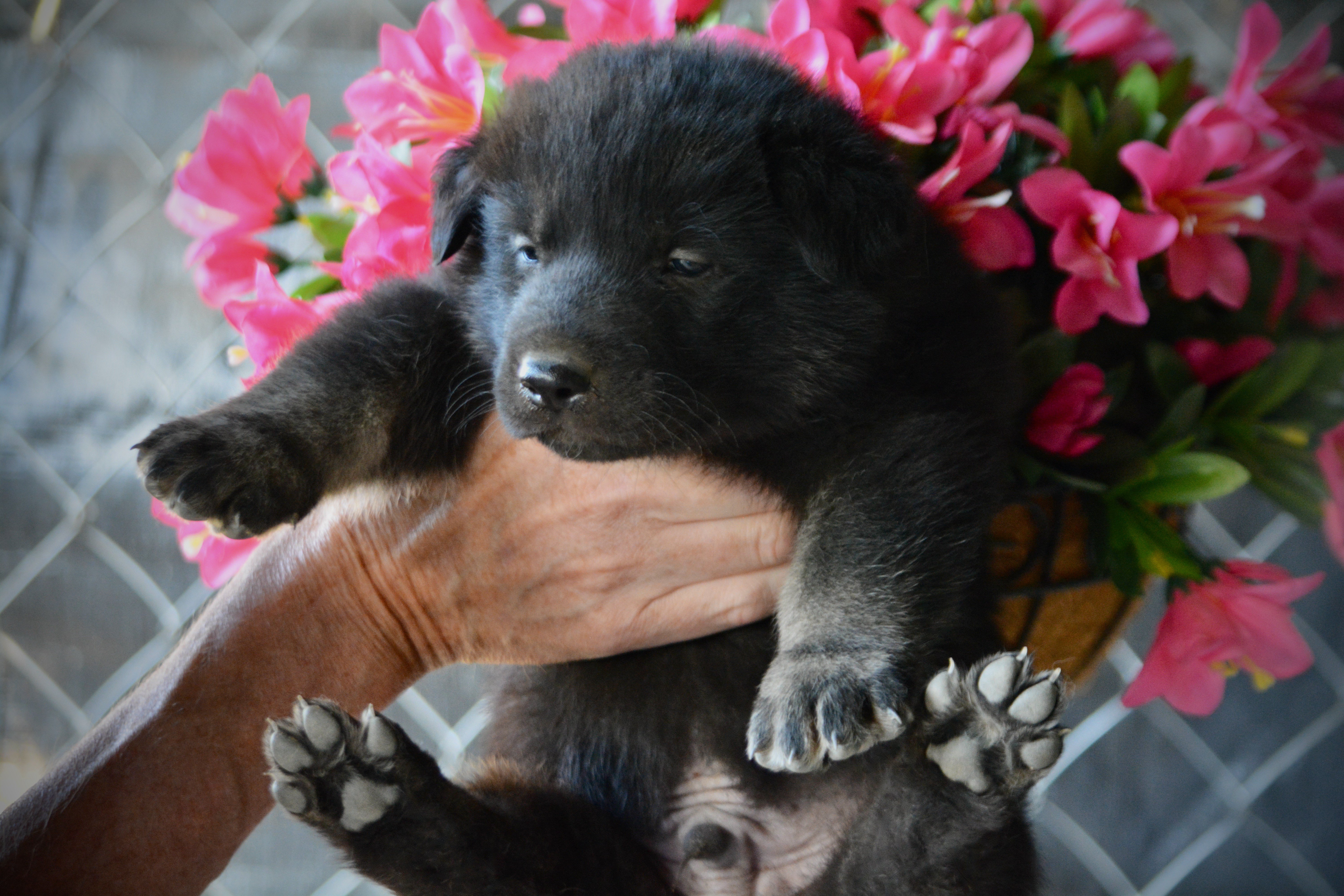 Happy Days litter - 4 weeks old - Chachi1