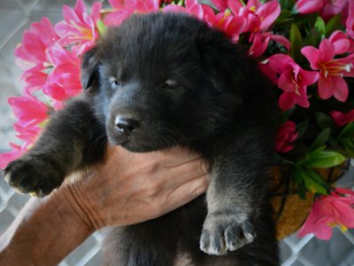 Happy Days litter - 4 weeks old - Chachi2