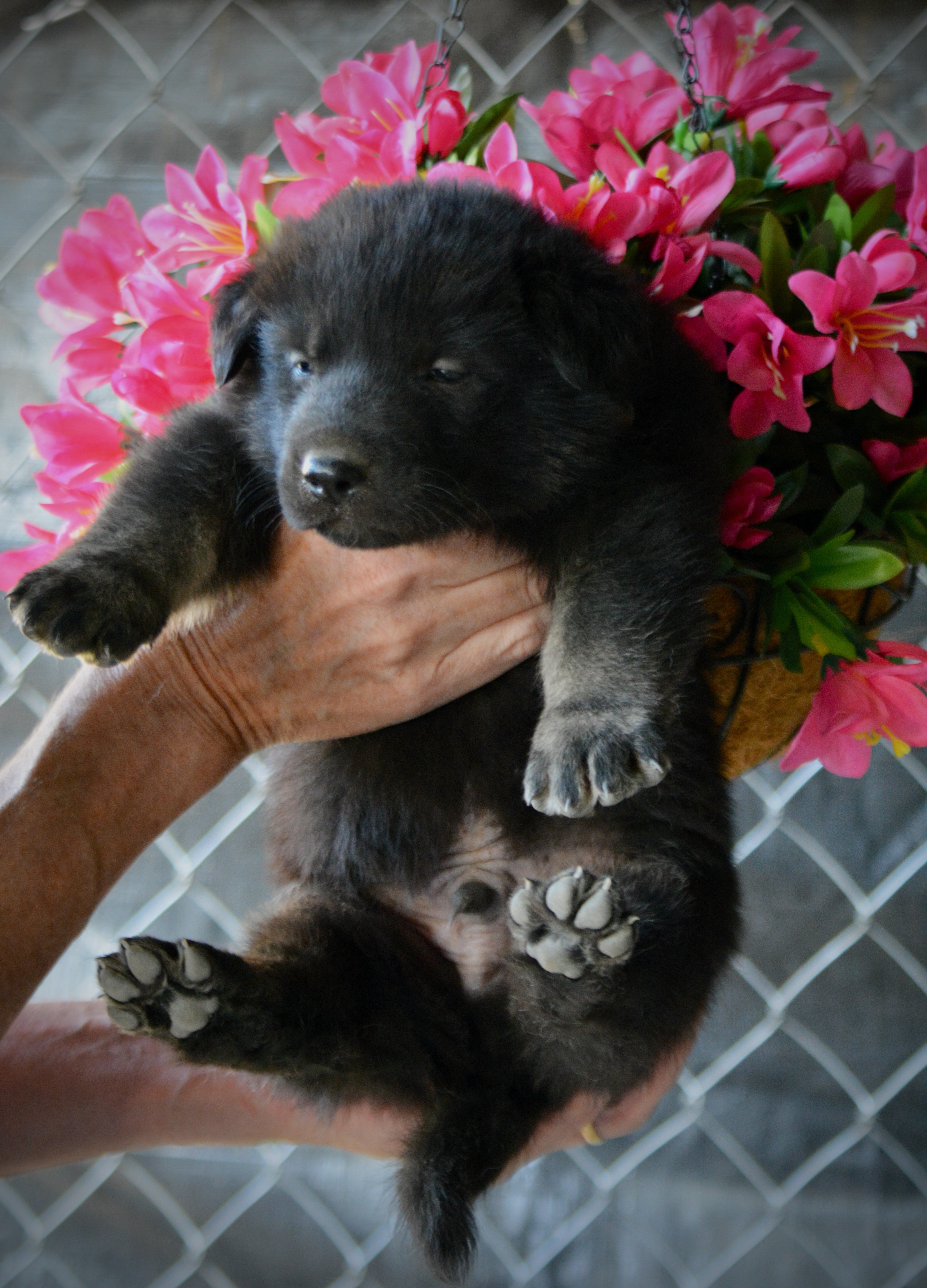 Happy Days litter - 4 weeks old - Chachi2