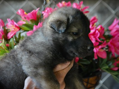 Happy Days litter - 4 weeks old - Richie1