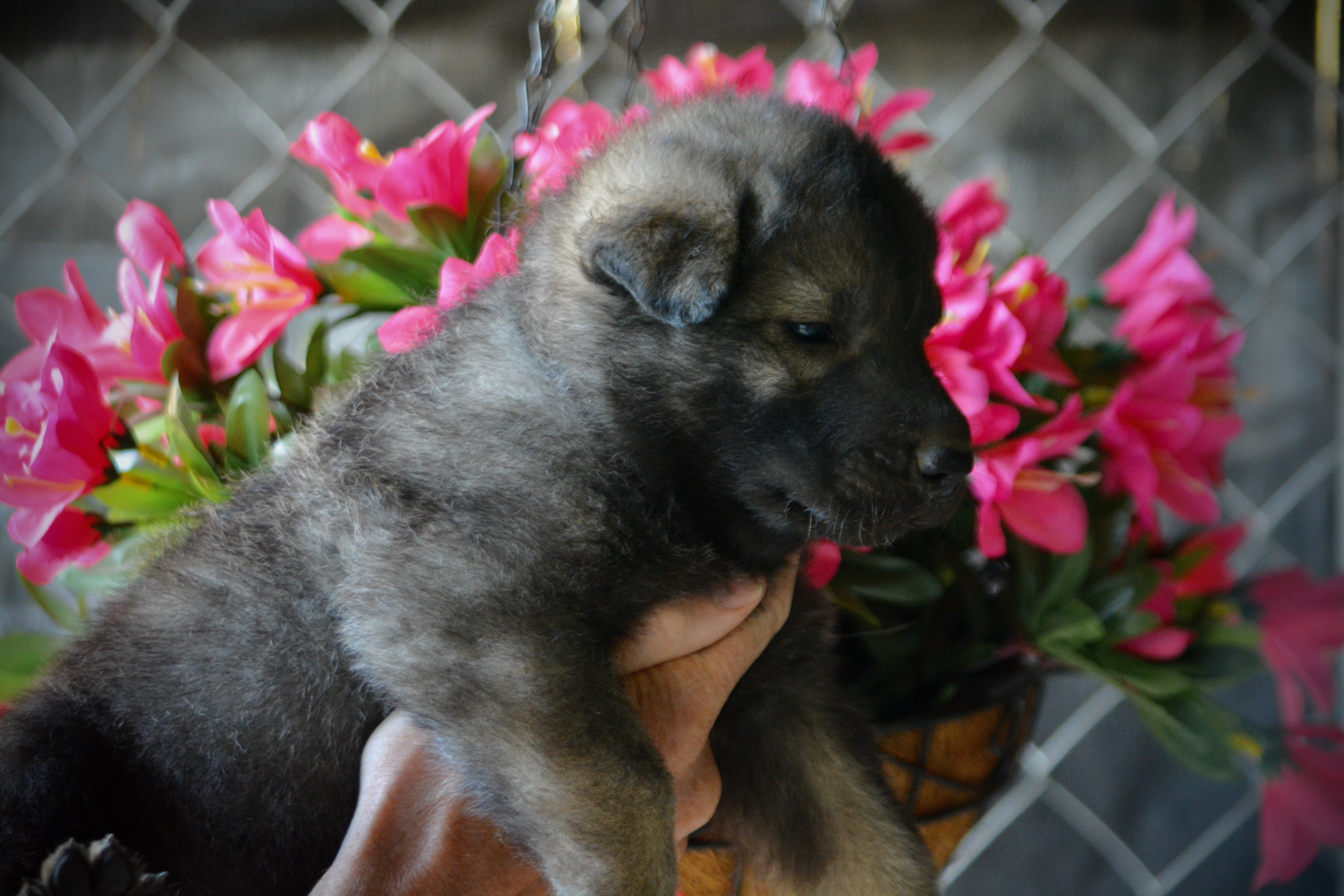 Happy Days litter - 4 weeks old - Richie1