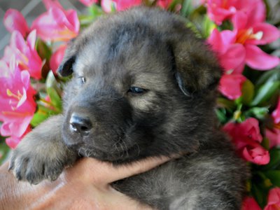 Happy Days litter - 4 weeks old - Richie2