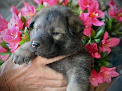Happy Days litter - 4 weeks old - Richie2