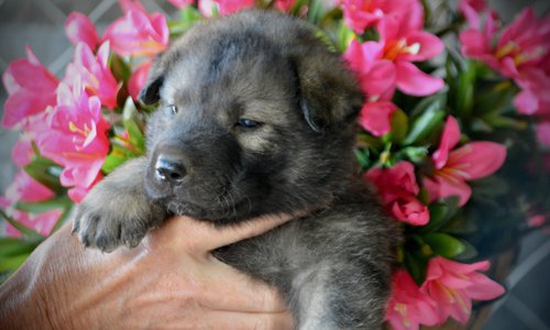 Happy Days litter - 4 weeks old - Richie2