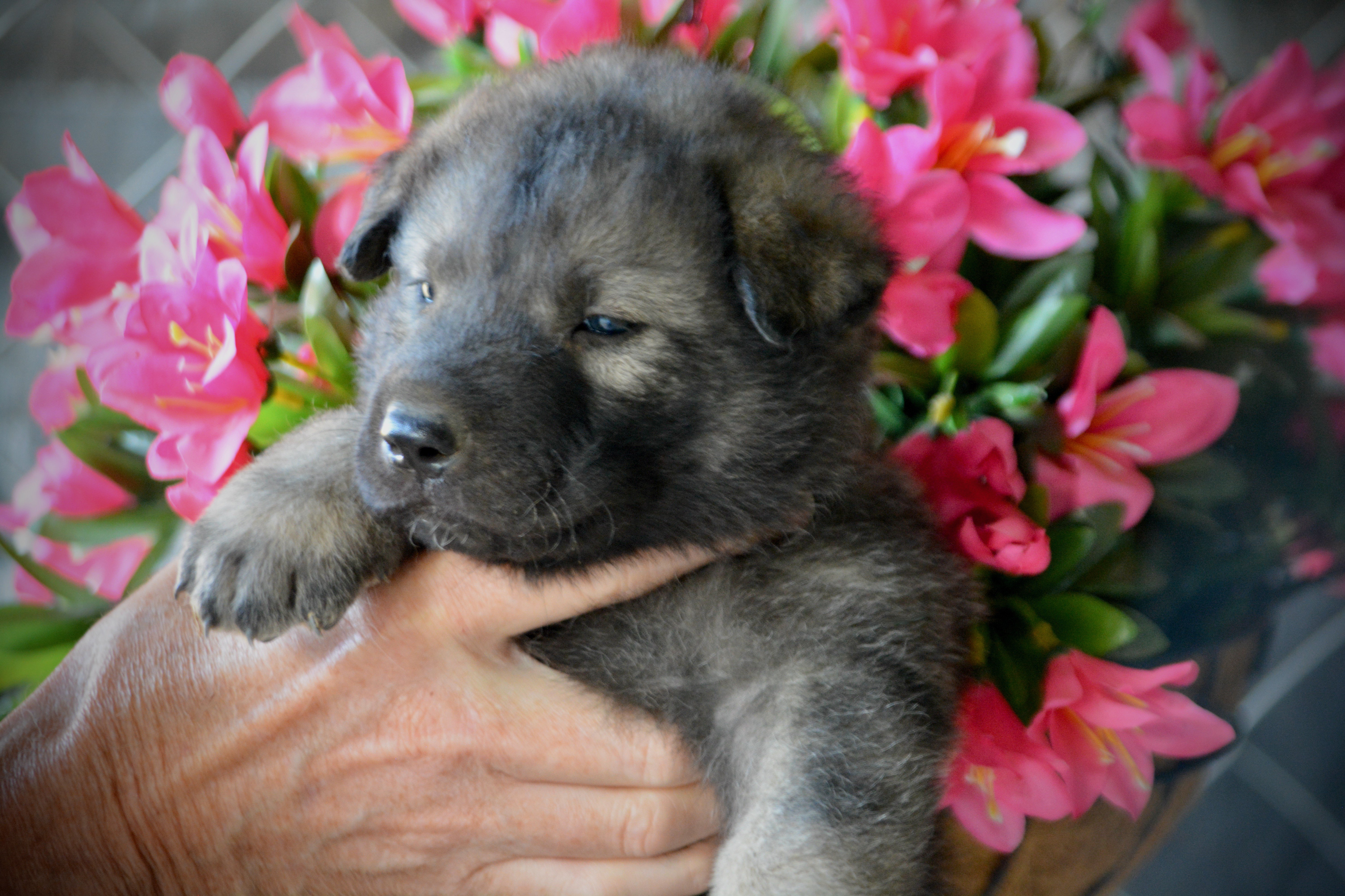 Happy Days litter - 4 weeks old - Richie2