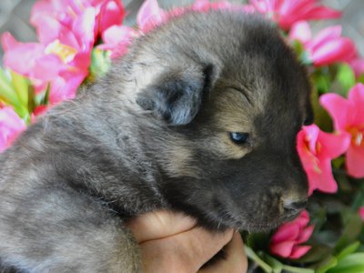 Happy Days litter - 4 weeks old - Jenny1