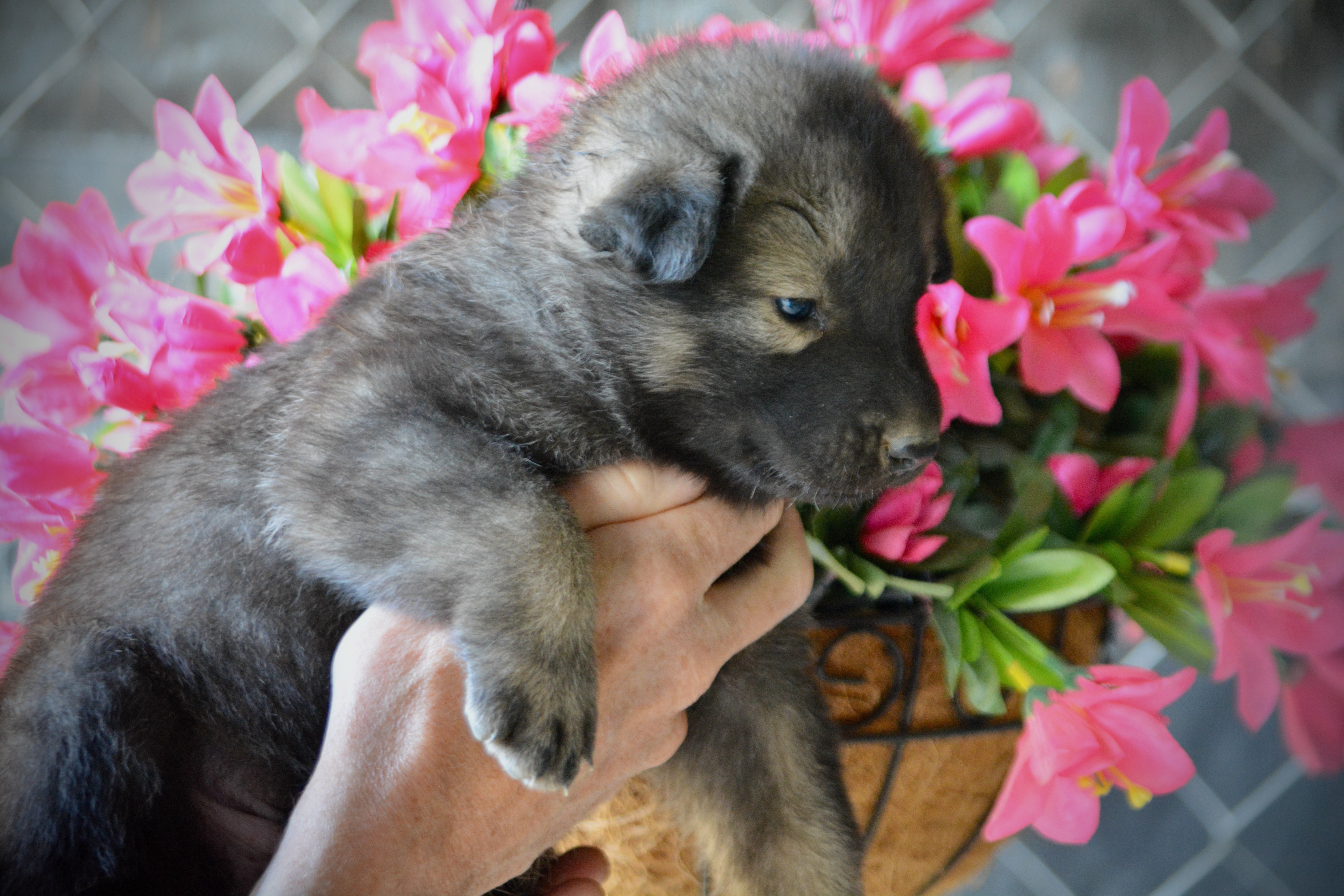 Happy Days litter - 4 weeks old - Jenny1