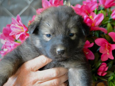Happy Days litter - 4 weeks old - Jenny2