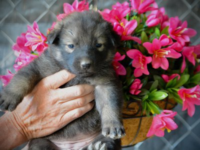 Happy Days litter - 4 weeks old - Jenny2