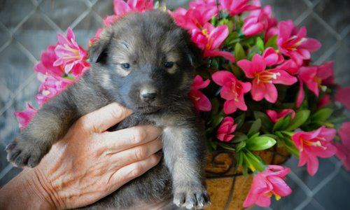 Happy Days litter - 4 weeks old - Jenny2