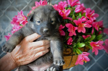 Happy Days litter - 4 weeks old - Jenny2