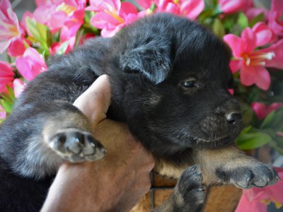 Happy Days litter - 4 weeks old - Potsie1