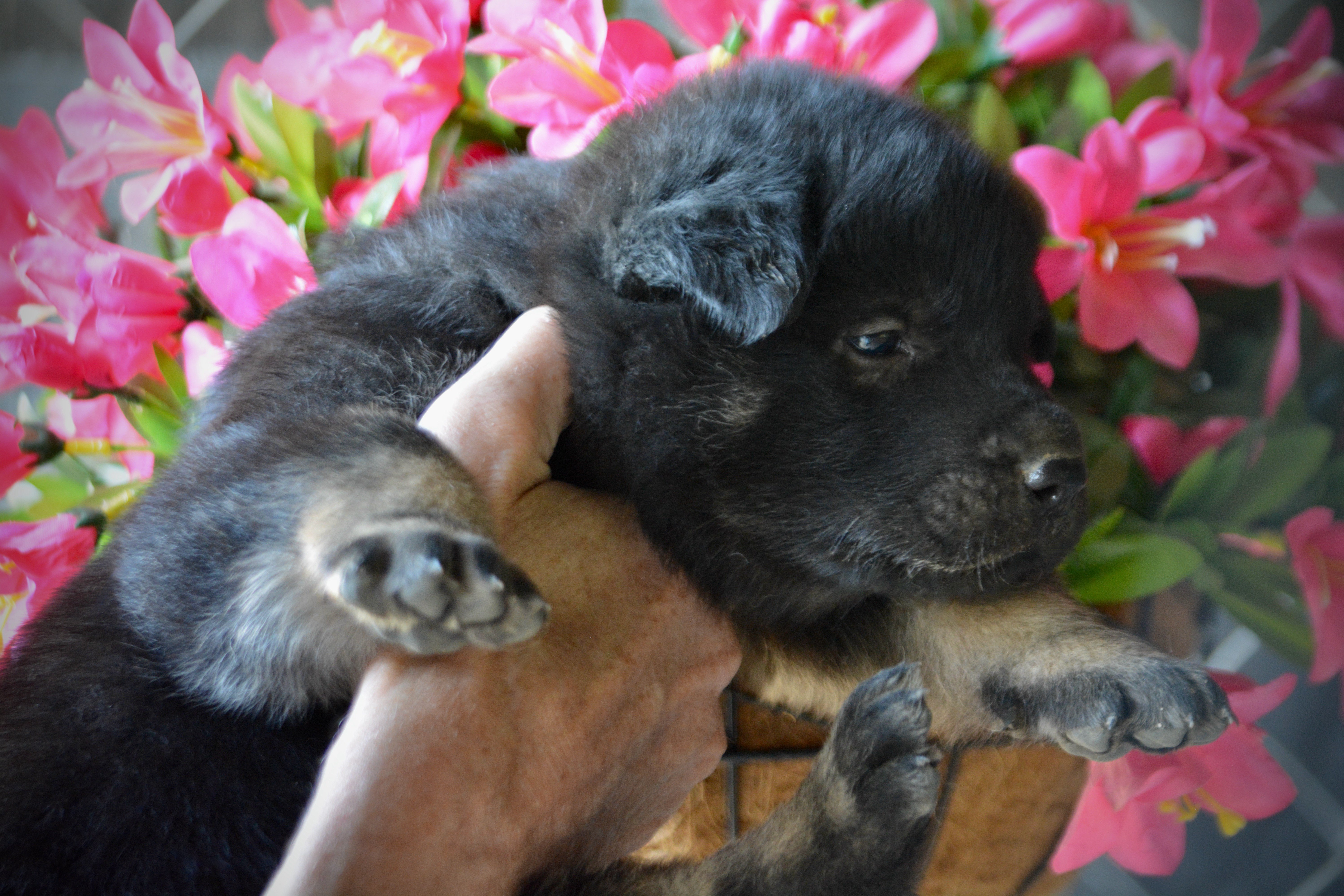 Happy Days litter - 4 weeks old - Potsie1