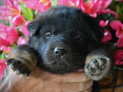 Happy Days litter - 4 weeks old - Potsie2